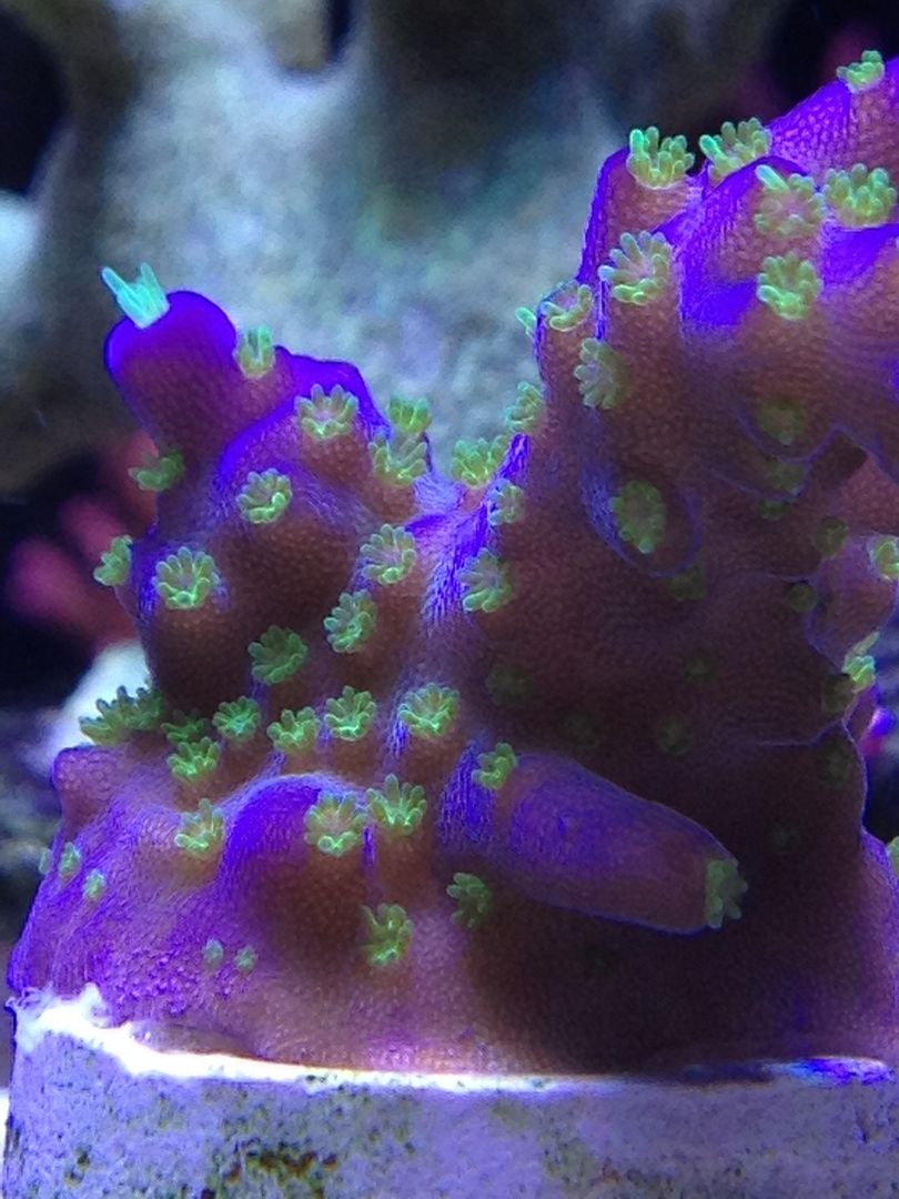 Garf Bonsai coral care